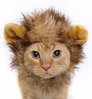 Cat Lion Mane Costume